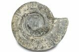 Jurassic Ammonite (Hildoceras) Fossil - England #284050-1